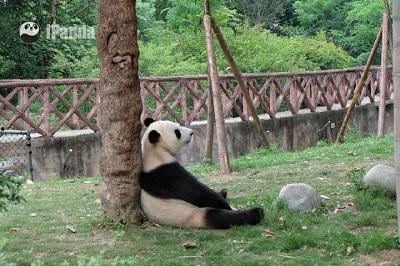 娛樂(lè )吃瓜熊貓視頻