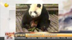 娛樂(lè )吃瓜熊貓視頻