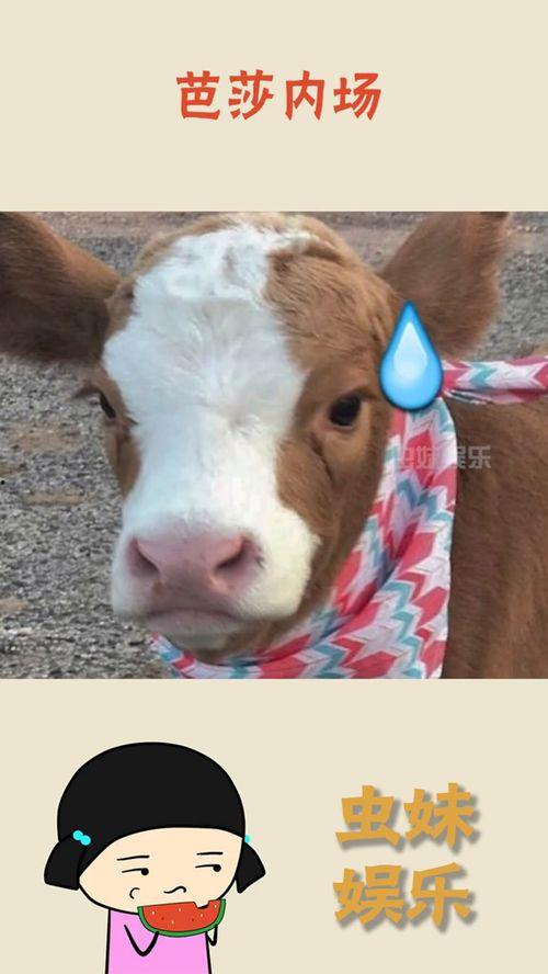 娛樂(lè )吃瓜醬埋狗,揭秘娛樂(lè )圈背后的“埋狗”真相